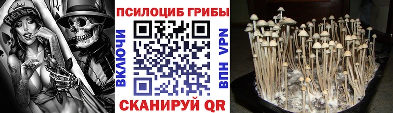 Псилоцибиновые грибы Cubensis  купить наркотик  omg ONION  Старица 